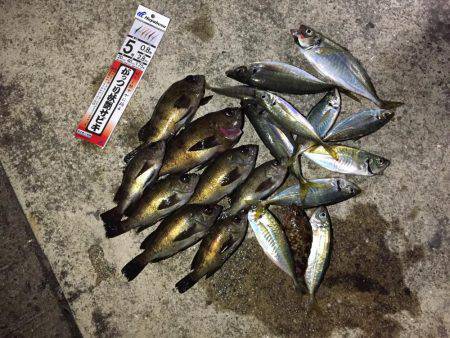 釣り船武蔵で半夜メバル